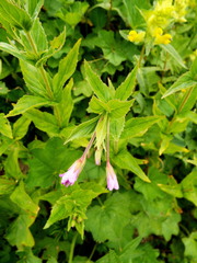 Epilobium alpestre