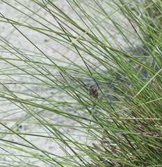 Diceroprocta viridifascia