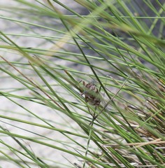 Diceroprocta viridifascia