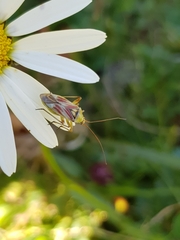 Calocoris roseomaculatus roseomaculatus