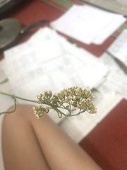 Achillea millefolium