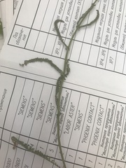 Achillea millefolium