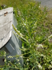 Melilotus albus image
