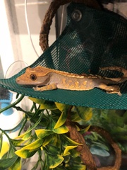 Correlophus ciliatus
