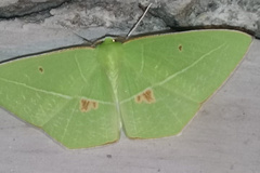 Tanaoctenia haliaria