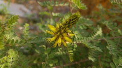 Dalea lutea