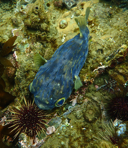 Globefish, photo 3 of 9
