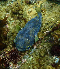 Globefish photo 3