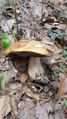 Boletus quercophilus