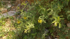 Dalea lutea