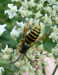 Dolichovespula saxonica