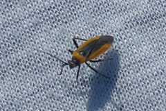 Orthotylinae
