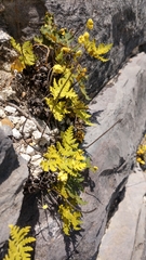 Notholaena sulphurea