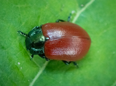 Chrysomela
