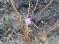 Malcolmia triloba
