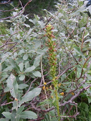 Pedicularis incarnata