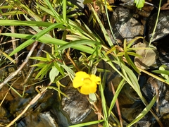 Ranunculus lingua