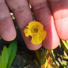 Ranunculus lingua