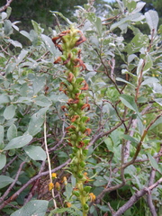 Pedicularis incarnata