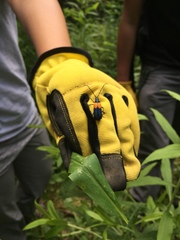 Desmocerus palliatus