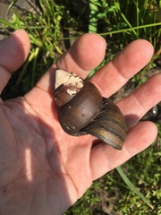Heterogen japonica