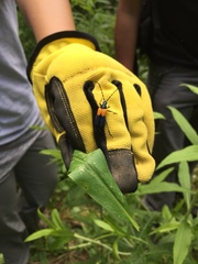 Desmocerus palliatus