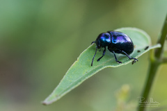 Chrysochus asclepiadeus