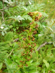 Pedicularis incarnata