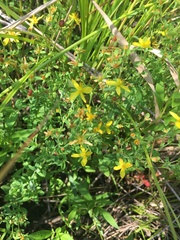 Hypericum ellipticum
