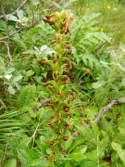 Pedicularis incarnata