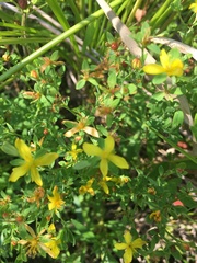 Hypericum ellipticum