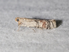 Anadelosemia condigna