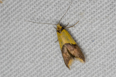 Hemibela oxyptera