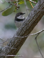 Apalis thoracica pareensis