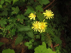Crepis paludosa