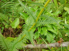 Pedicularis incarnata