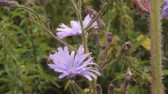 Cicerbita macrophylla