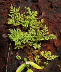 Cheilanthes tenuifolia