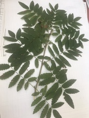 Sorbus aucuparia