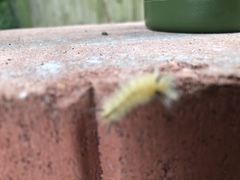 Halysidota tessellaris