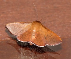 Banisia