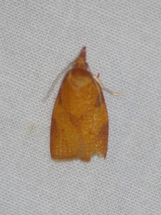 Cenopis diluticostana