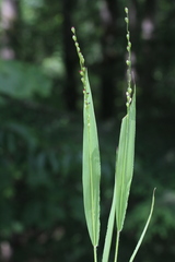 Dichanthelium xanthophysum