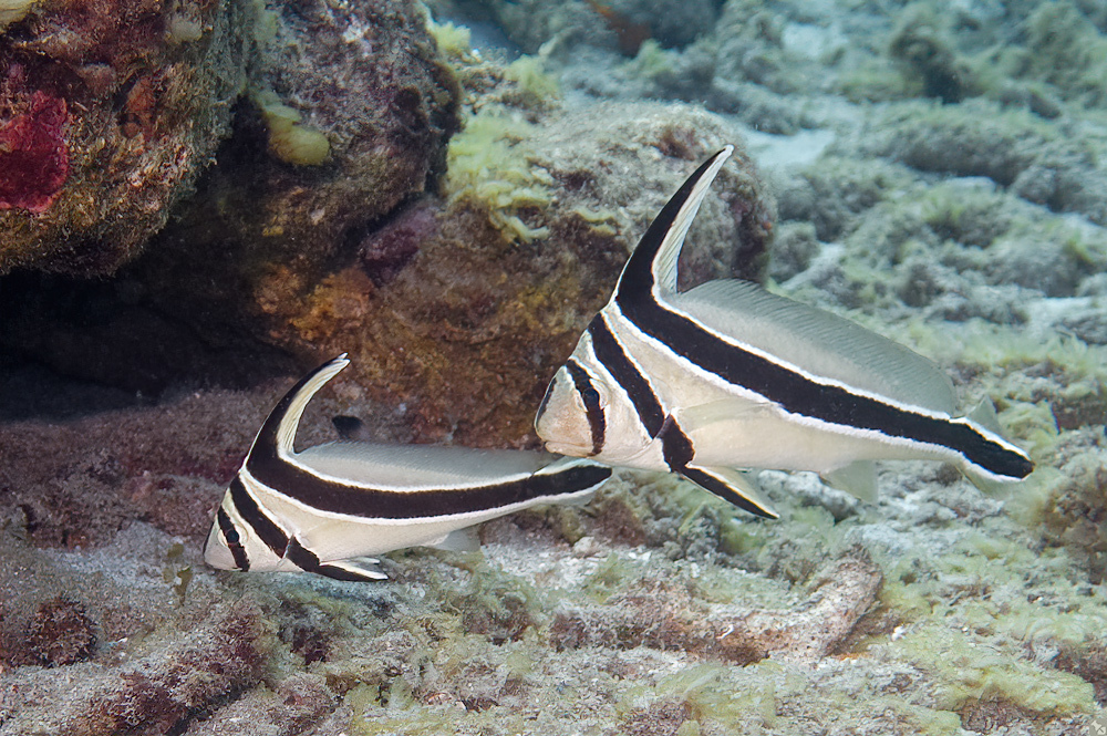 Jackknife Fish