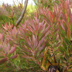 Leucadendron loeriense