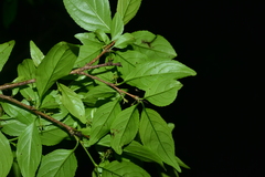 Rhamnus pilushanensis