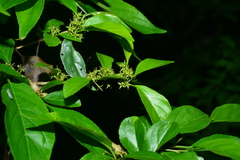 Rhamnus pilushanensis