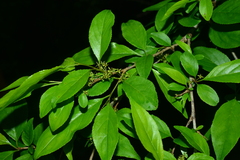 Rhamnus pilushanensis
