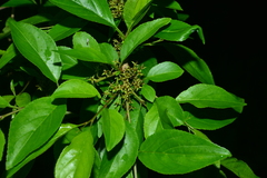 Rhamnus pilushanensis