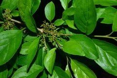 Rhamnus pilushanensis